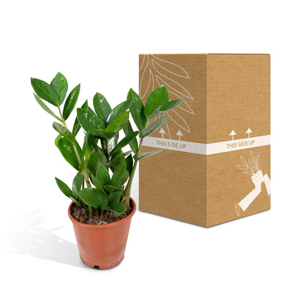 Zamioculcas Zimmerpflanze Ø12cm, 35cm hoch – Pflegeleicht & Robust