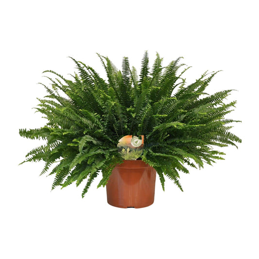 Nephrolepis Green Lady – Pflegeleichter Bostonfarn Ø26cm