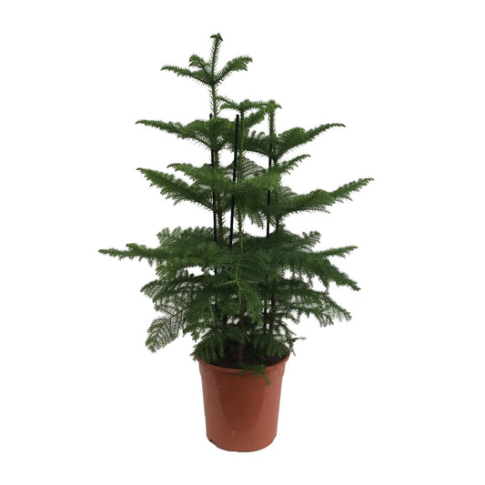 Araucaria (Affenbaum) Ø27cm, 110cm hoch