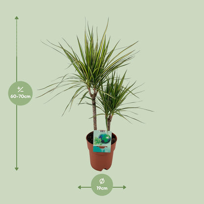Dracaena Marginata Bicolor – Pflegeleichter Drachenbaum Ø19cm