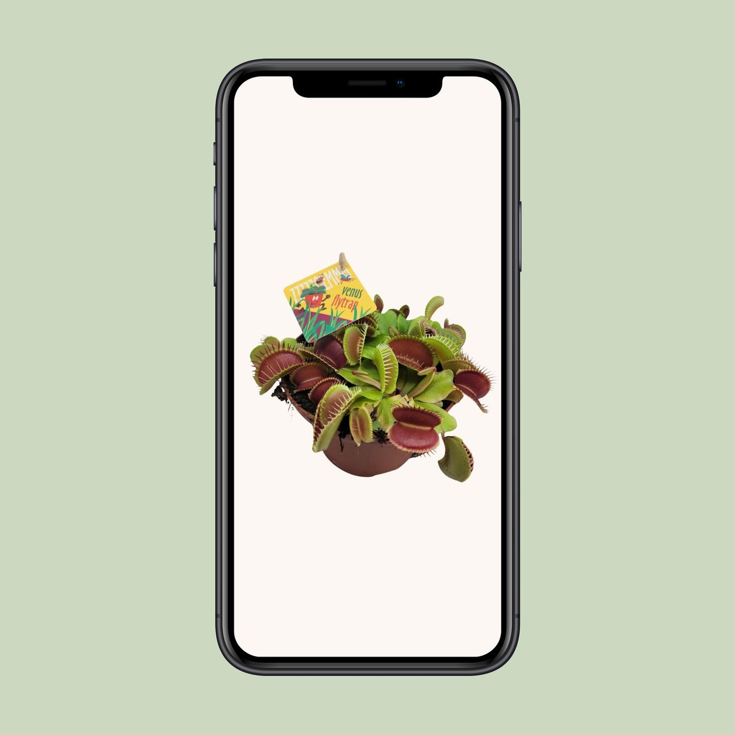 Dionaea Muscipula – Gemeine Fliegenfalle Ø12cm