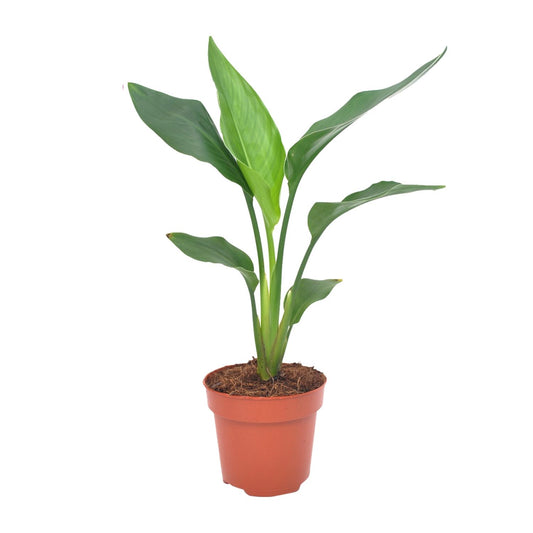 Strelitzie – Paradiesvogelblume 40 cm, pflegeleicht & exotisch