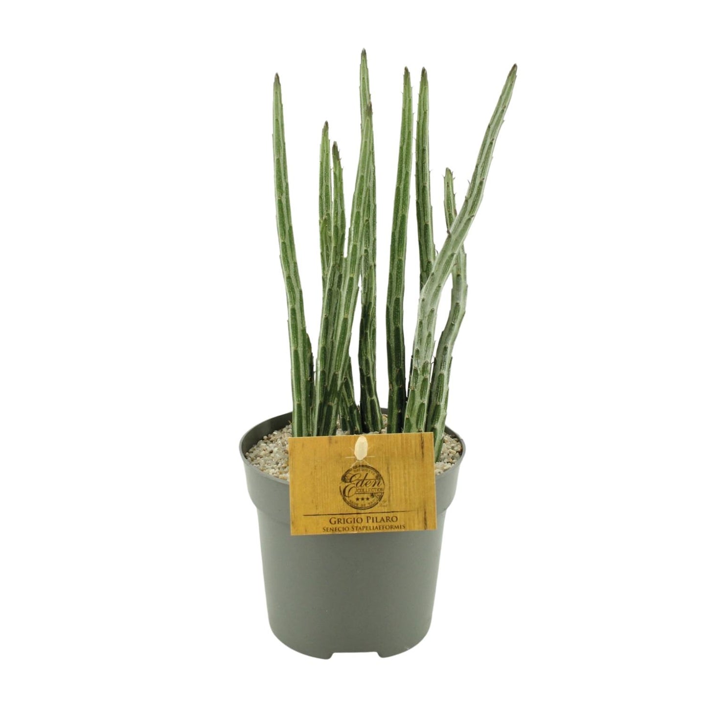 Senecio Stapeliaeformis – Pflegeleichte Zimmerpflanze Ø10,5 cm