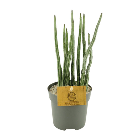Senecio Stapeliaeformis – Pflegeleichte Zimmerpflanze Ø10,5 cm