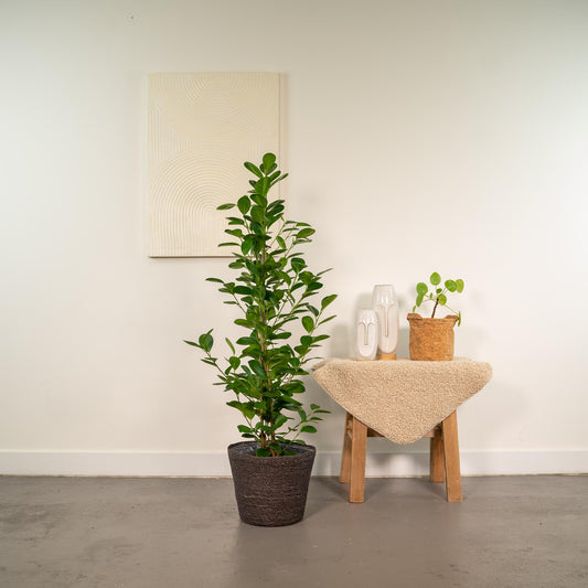 Bonsai-Feige 'Moclame' mit dekorativem Korb Ø21cm