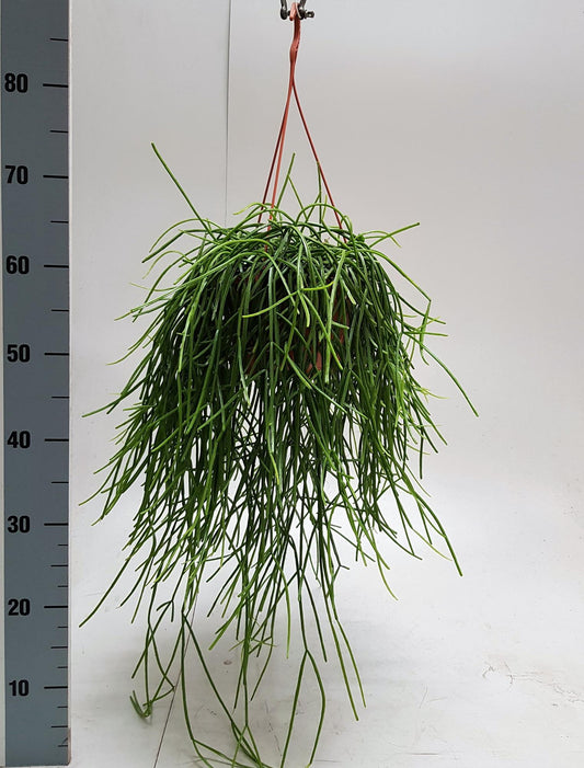 Korallenkaktus 'Kirbergii' – Exotische Hängepflanze 50 cm