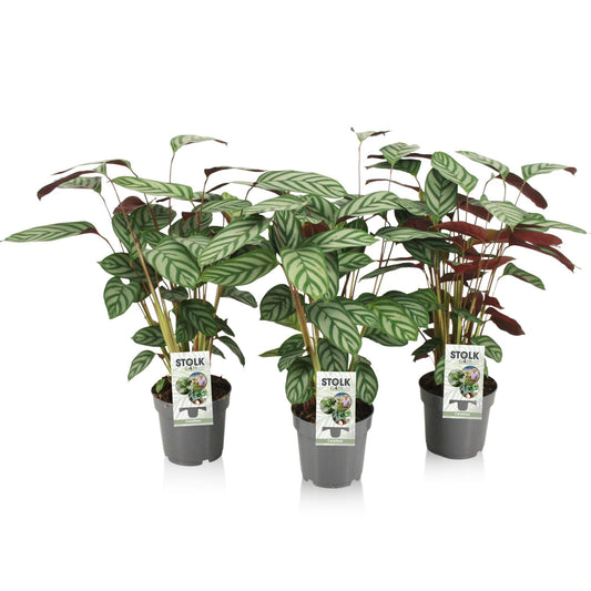 Ctenanthe Exotica – Tropische, pflegeleichte Zimmerpflanze Ø14cm