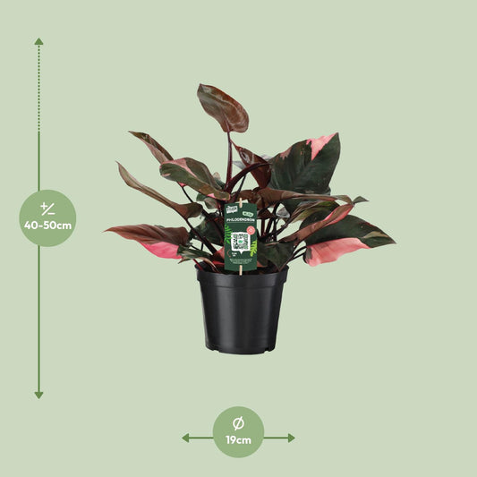 Philodendron Pink Princess – Pflegeleichte Zimmerpflanze Ø19 cm
