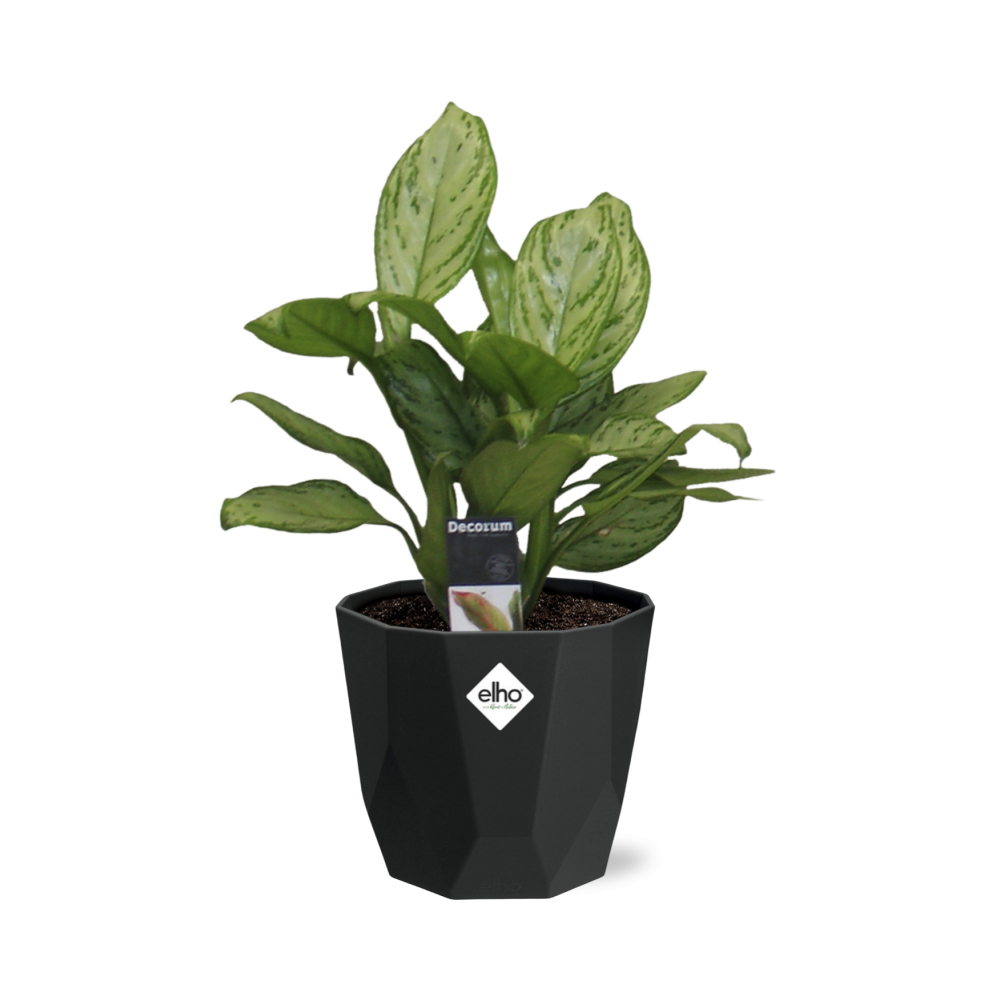 Aglaonema Christina – Pflegeleichte Luftreiniger-Pflanze 14cm