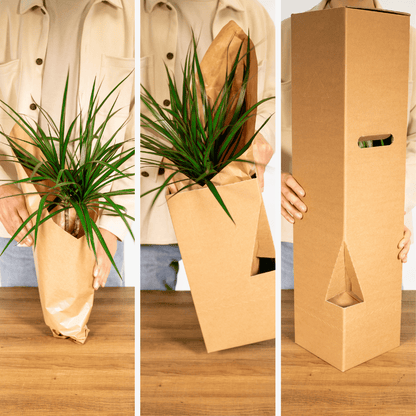 Sansevieria im Zylinderglas – pflegeleicht & modern