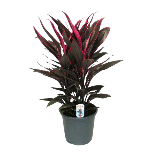 Cordyline Tango Toef – Bunte, pflegeleichte Zimmerpflanze Ø19cm