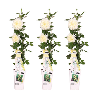 3x Kletterrose 'Crazy in Love Vanilla' Ø15cm, ca. 65cm hoch