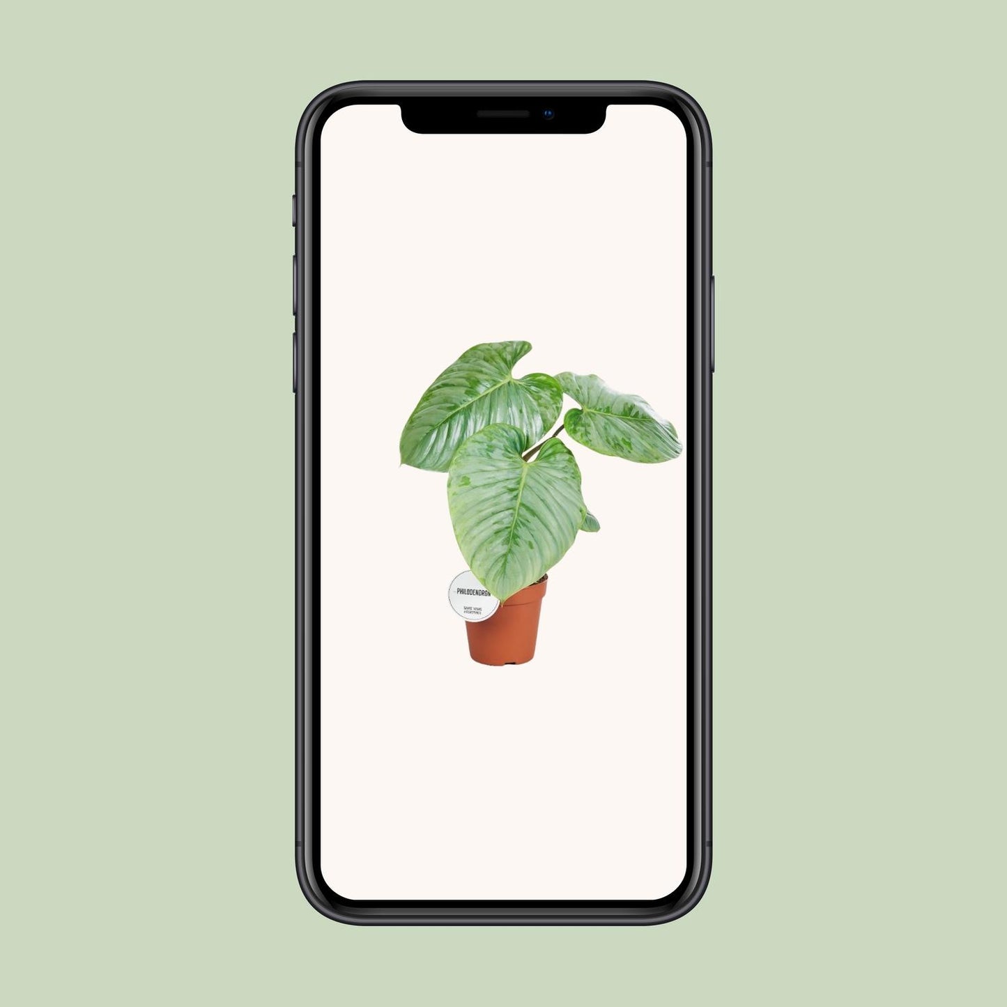 Philodendron Sodiroi – Pflegenleichte Zimmerpflanze Ø15cm