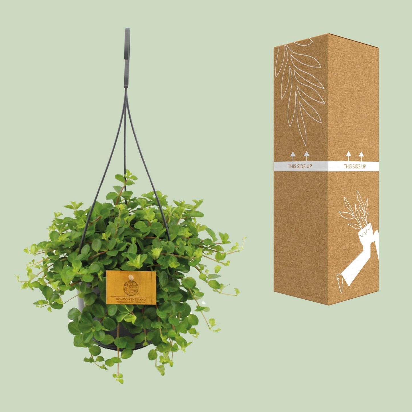Peperomia Rotundifolia – Pflegeleichte Zimmerpflanze Ø15cm