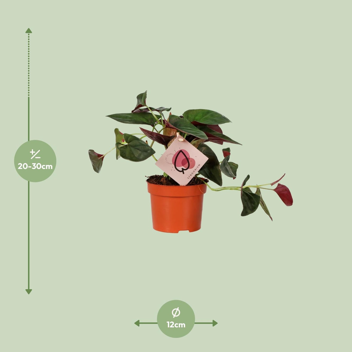 Syngonium Red Arrow Ø12cm – Luftreinigende Pfeilpflanze