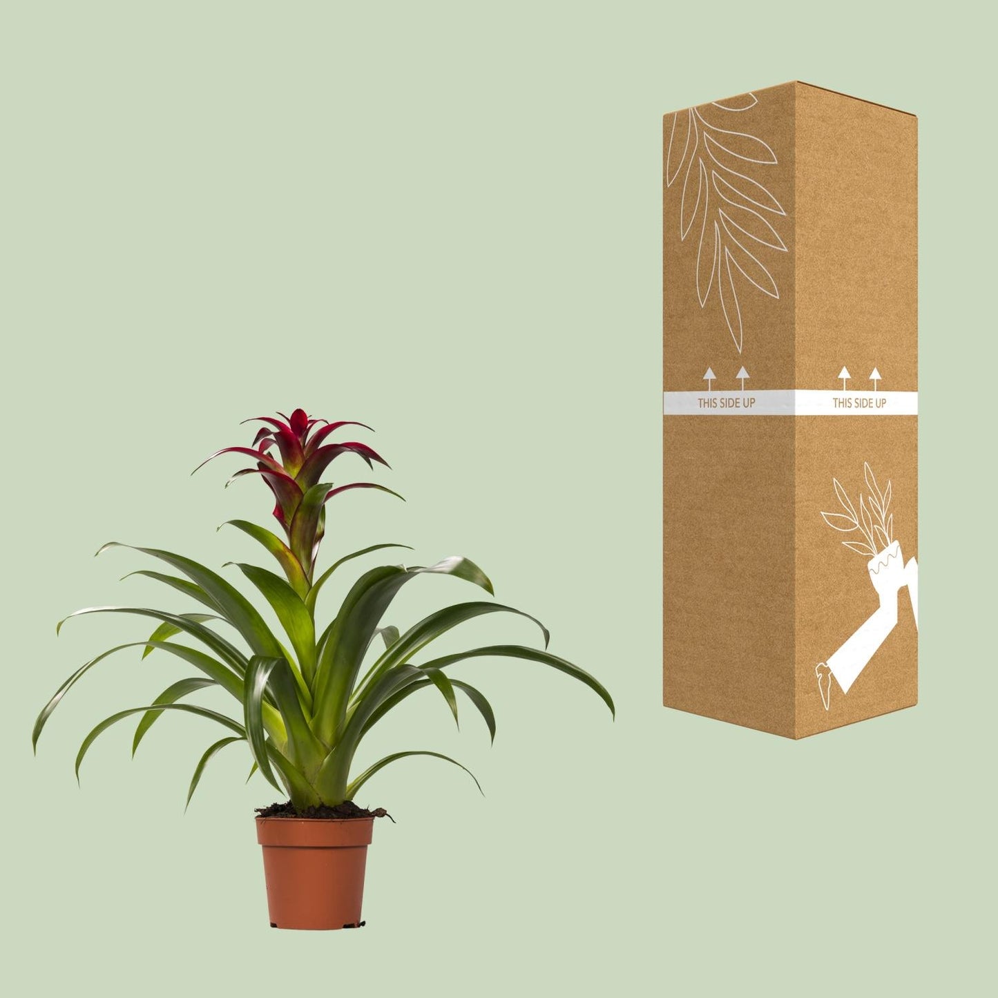Guzmania Nextara – Tropische pflegeleichte Zimmerpflanze Ø12 cm
