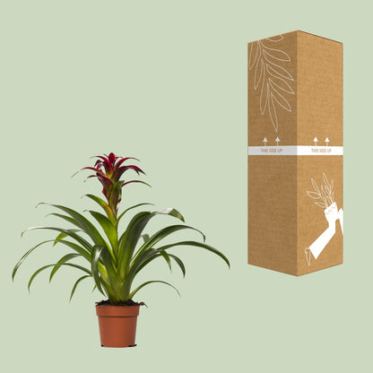 Guzmania Nextara – Tropische pflegeleichte Zimmerpflanze Ø12 cm