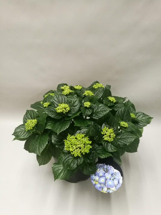 Hydrangea Early Blue – Pflegeleichte Blühpflanze Ø23cm