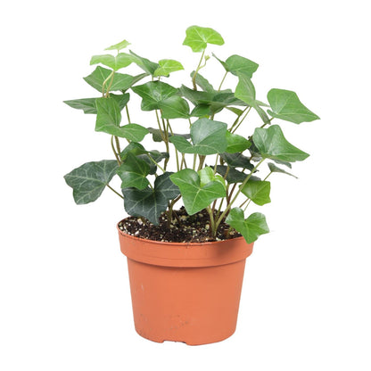 Hedera Hibernica – Pflegeleichter Efeu Ø13cm, 30cm hoch