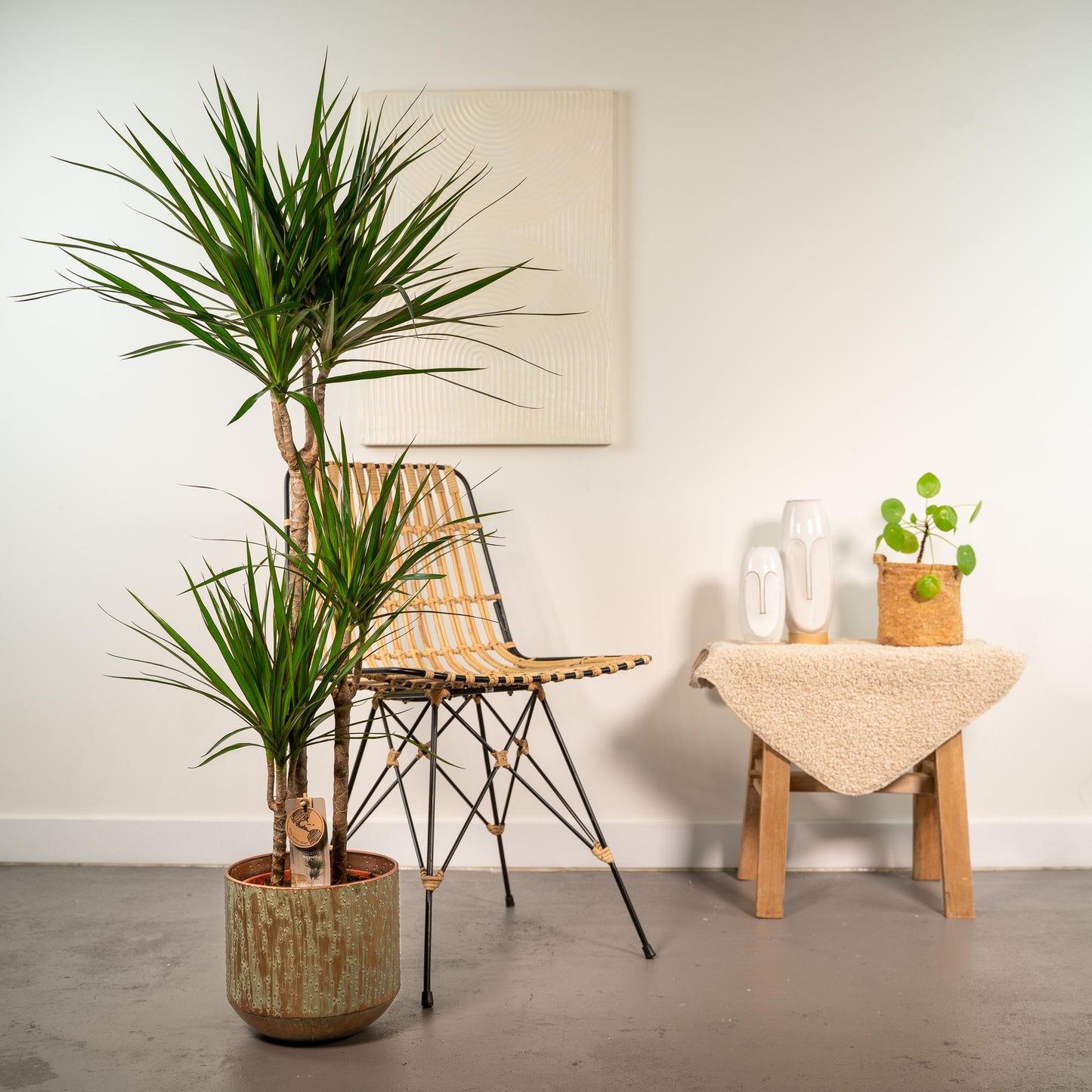 Dracaena Marginata – Pflegeleichter Drachenbaum Ø21cm, 120cm hoch