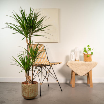 Dracaena Marginata – Pflegeleichter Drachenbaum Ø21cm, 120cm hoch