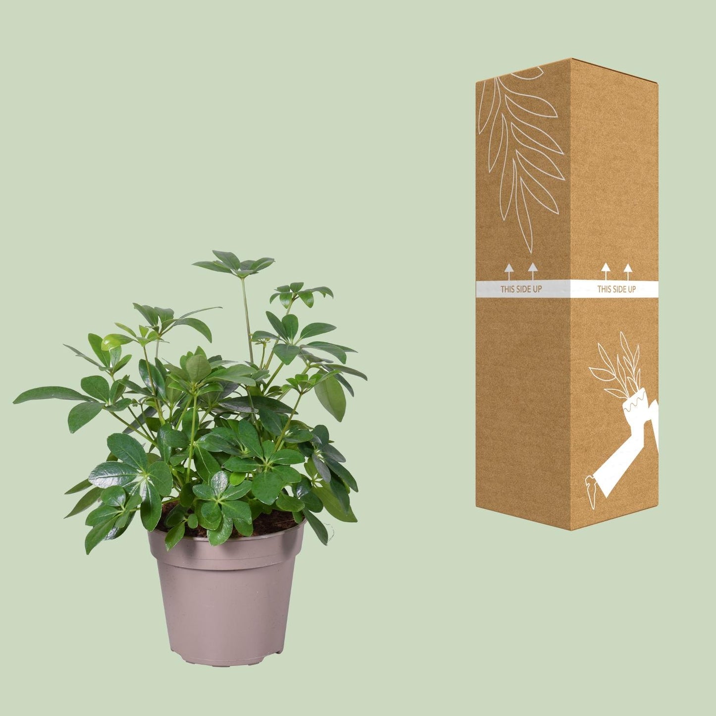 Schefflera Arboricola – Pflegeleichte Zimmerpflanze Ø15cm
