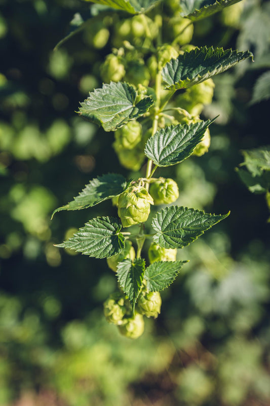 Hopfen 'Nordbrau' – Robuste Bierpflanze Ø15cm