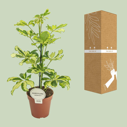 Schefflera Charlotte – Pflegeleichte Zimmerpflanze Ø13cm