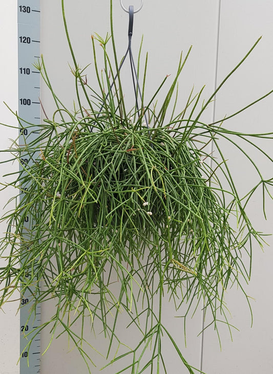 Rhipsalis Mauritiana – Pflegeleichte Hängepflanze Ø25cm