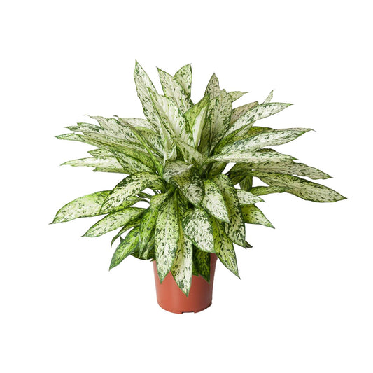 Dieffenbachia Vesuvius – pflegeleichte Zimmerpflanze Ø27cm