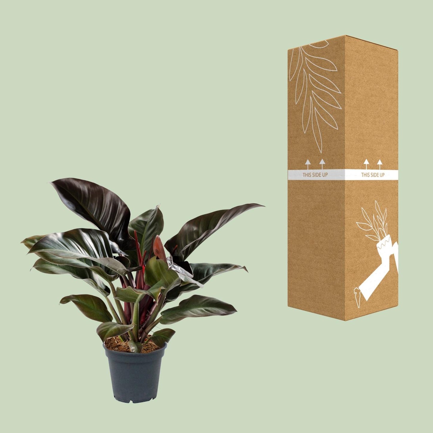 Philodendron Imperial Red – Pflegeleichte Zimmerpflanze Ø17cm