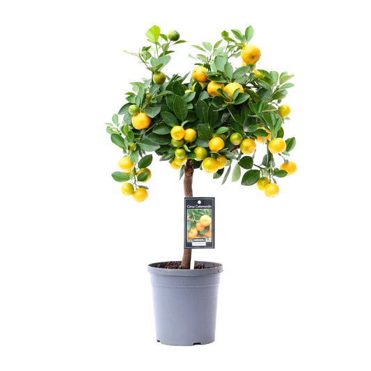 Citrus Calamondin – Kompakte, pflegeleichte Zitruspflanze Ø15cm