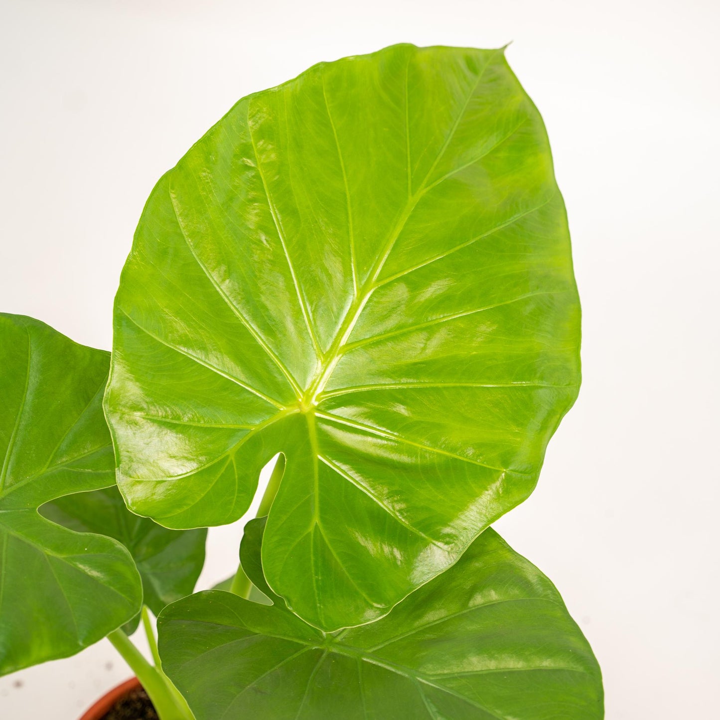 Elefantenohr (Alocasia) – 70 cm mit Korb Selin