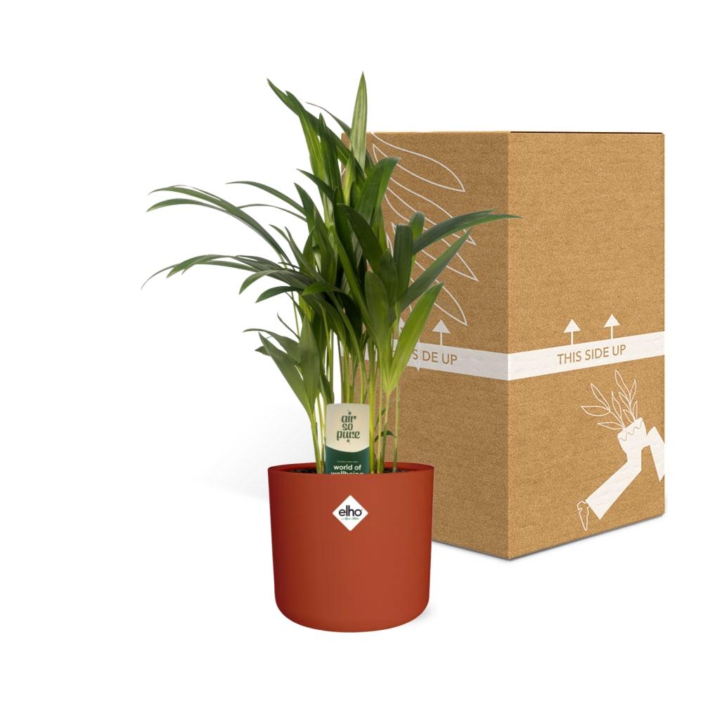 Dypsis Lutescens Bambuspalme 12 cm im ELHO b.for soft Topf