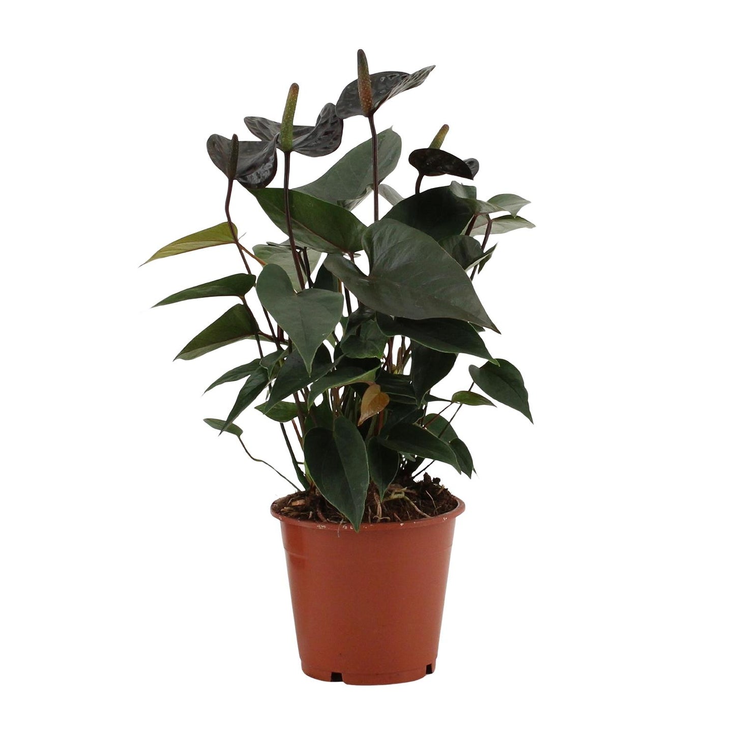 Anthurium Black Love – Pflegeleichte Zimmerpflanze Ø12cm