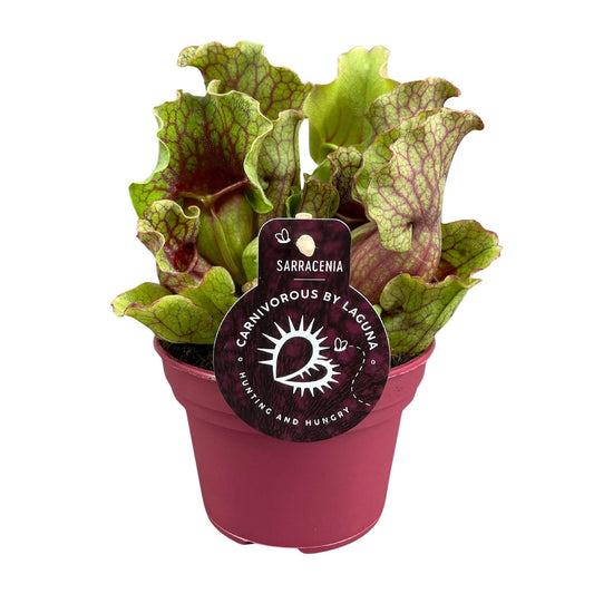 Sarracenia – Exotische Schlauchpflanze Ø12 cm, 20 cm hoch
