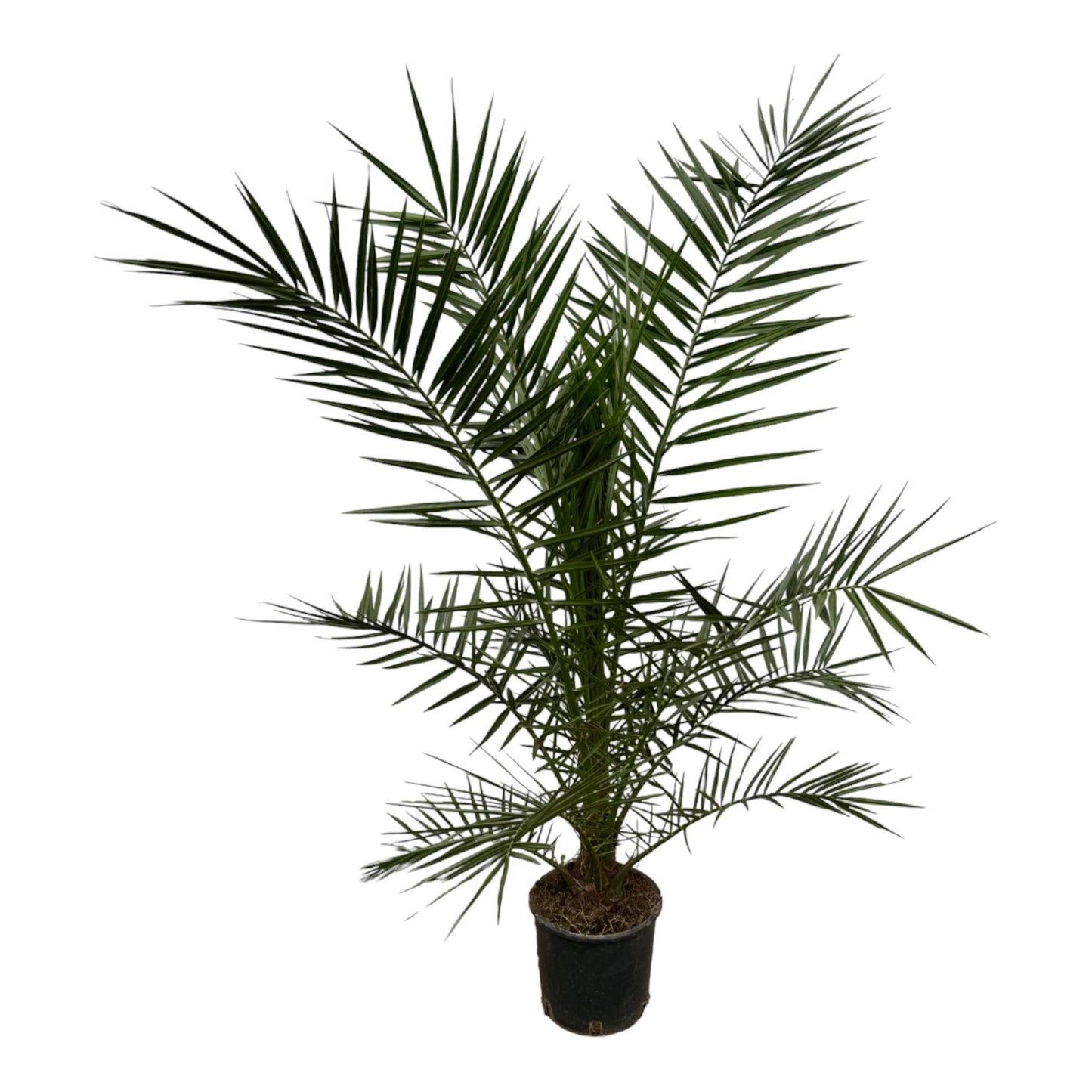 Phoenix Canariensis – Kanarische Dattelpalme 160 cm