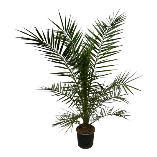 Phoenix Canariensis – Kanarische Dattelpalme 160 cm