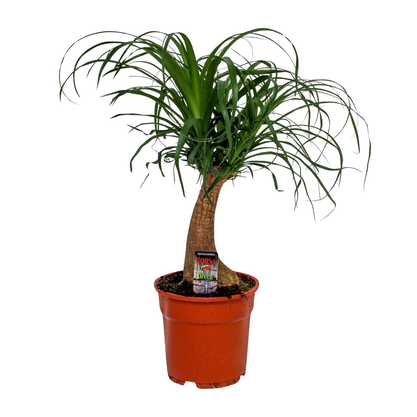Beaucarnea Recurvata – Pflegeleichte Zimmerpflanze Ø17 cm