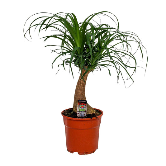 Beaucarnea Recurvata – Pflegeleichte Zimmerpflanze Ø17 cm