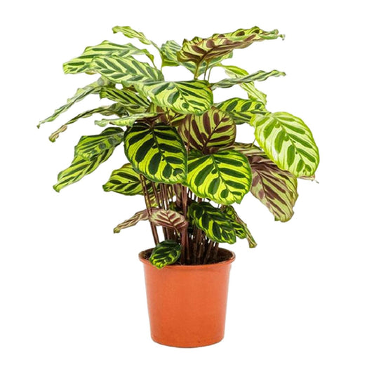 Calathea Makoyana – Exotische, pflegeleichte Zimmerpflanze Ø14cm