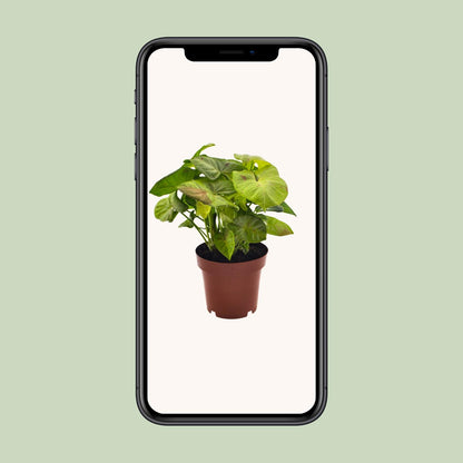 Syngonium Milk Confetti – Pflegeleichte Pfeilblattpflanze 12cm