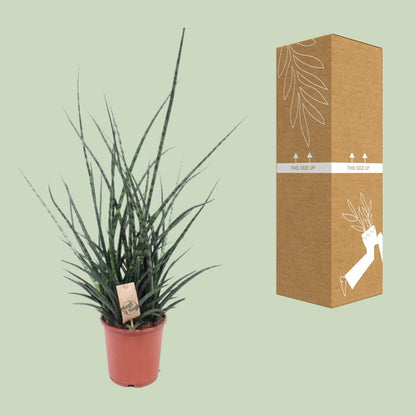 Bogenhanf 'Fernwood Punk' – Pflegeleichte Zimmerpflanze 65 cm