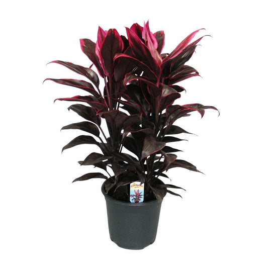 Cordyline Mambo – Tropische, pflegeleichte Zimmerpflanze Ø19cm