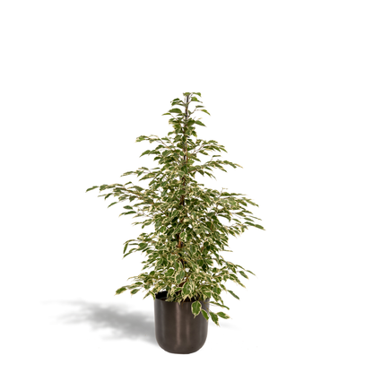 Birkenfeige 'Twilight' – Pflegeleichte Zimmerpflanze Ø21cm, 95cm hoch
