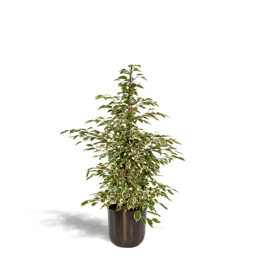 Birkenfeige 'Twilight' – Pflegeleichte Zimmerpflanze Ø21cm, 95cm hoch