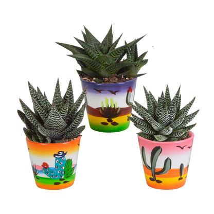 Gasteria & Haworthia Sukkulenten-Mix im Mexikanischen Topf