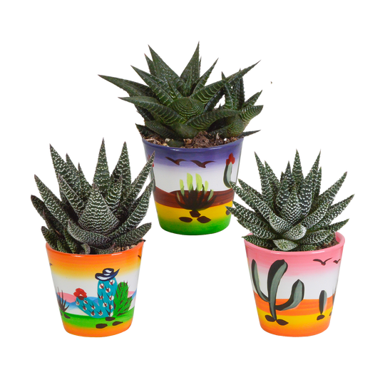 Gasteria & Haworthia Sukkulenten-Mix im Mexikanischen Topf