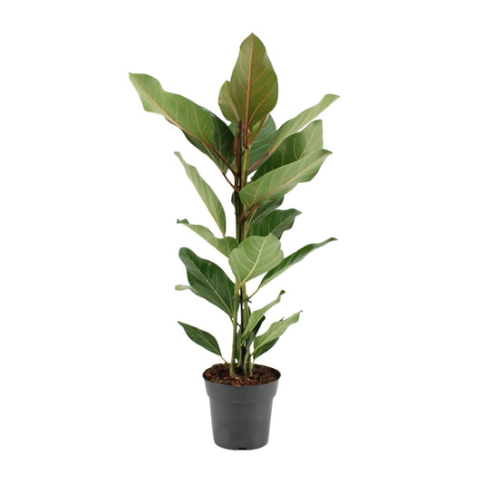 Ficus Benghalensis Joy – Pflegeleichter Zimmerbaum Ø17cm