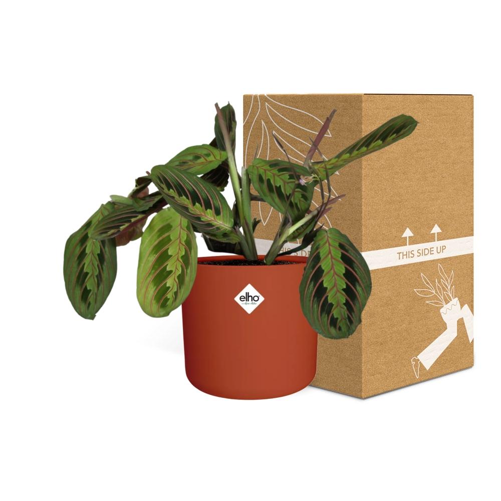 Maranta Leuconeura ‘Fascinator’ Tricolor – Pflegeleichte Gebetspflanze 14cm